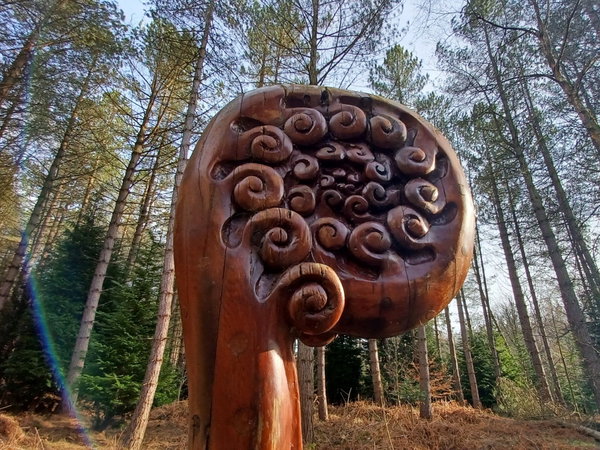 chopwell-woods-in-gateshead-fabulous-north