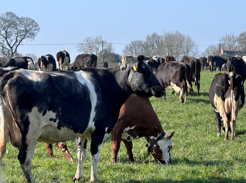 Baysleap Farm Annual Cow Turnout