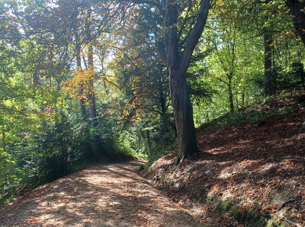 Castle Eden Dene