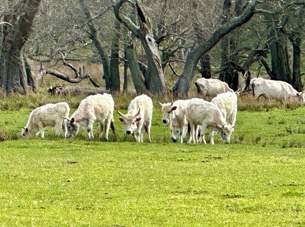 Chillingham Wild Cattle