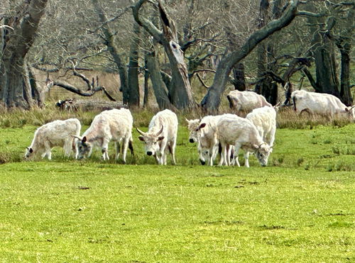 Chillingham Wild Cattle