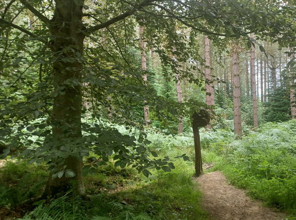 Chopwell Wood