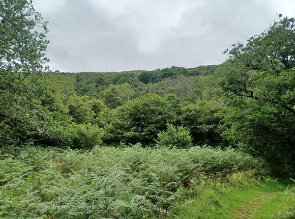 Glasdrum Wood
