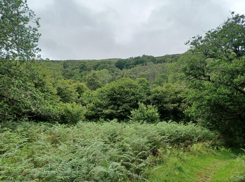 Glasdrum Wood