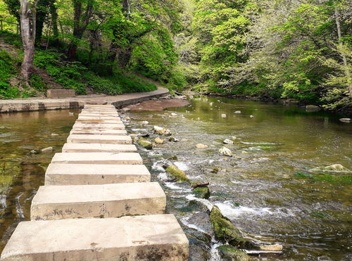 Humford Woods Stepping Stones