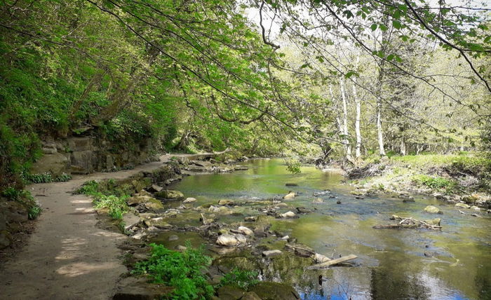 Humford Woods stepping stones in Bedlington - Fabulous North