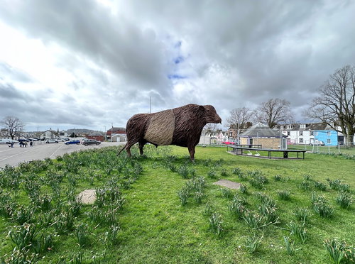 Kelton The Belted Galloway