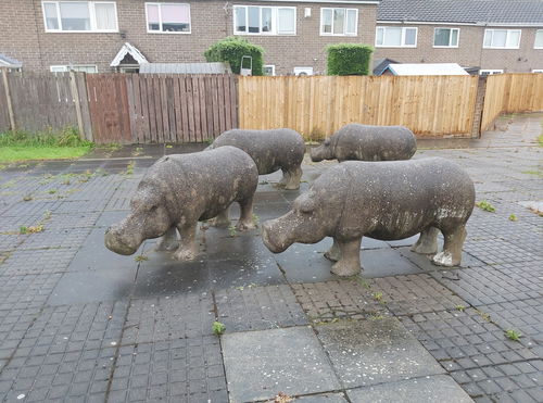 Killingworth Hippos