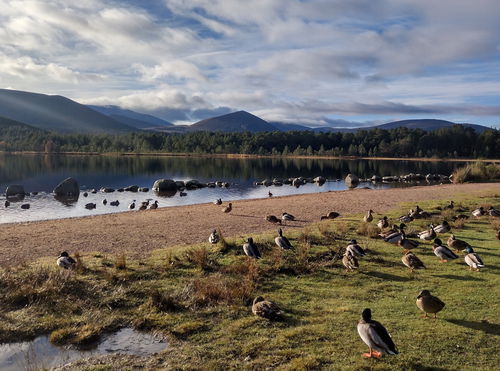 Loch Morlich