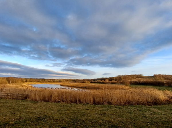 Rainton Meadows Nature Reserve