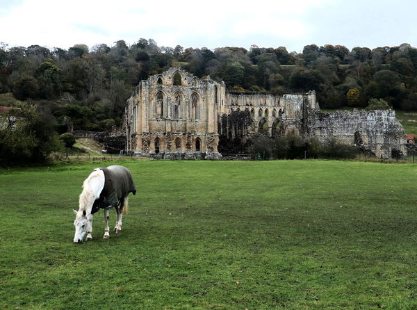 Rievaulx Abbey