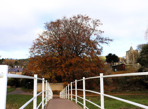 Rothbury Tree Trail