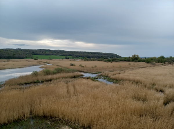 RSPB Leighton Moss