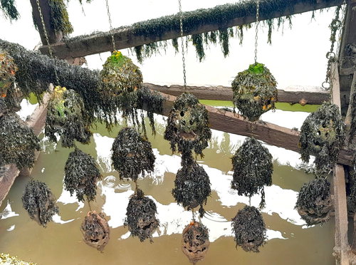 Shelter Shells, Near Commissioners Quay, Quay Road.
