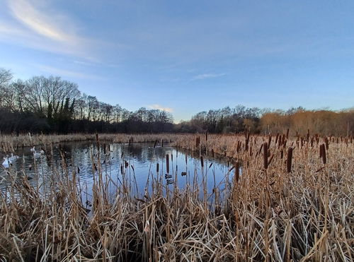 Shibdon Pond