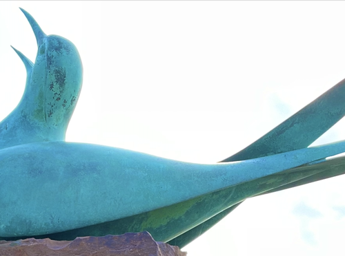 Tern At The Scottish Seabird Centre