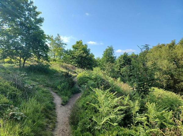 Waldridge Fell