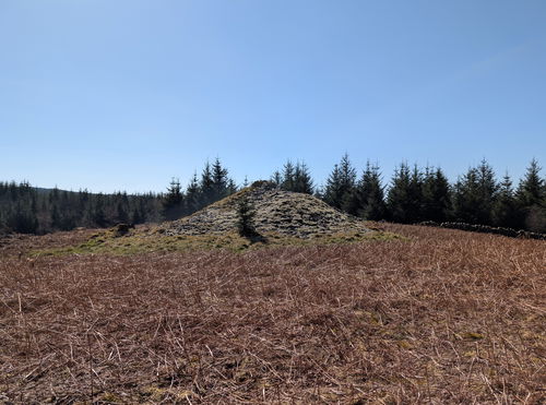 White Cairn Corriedoo