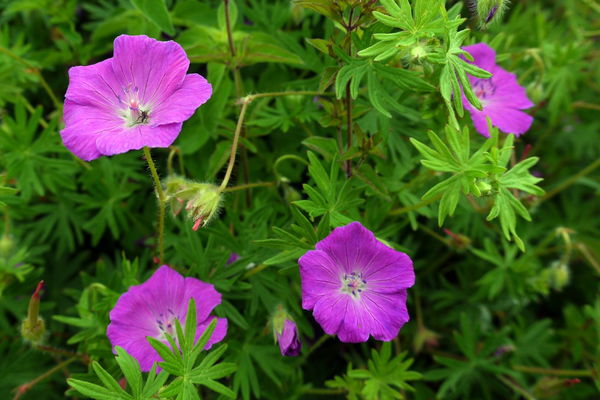 Bloody Cranesbill - The County Flower of Northumberland