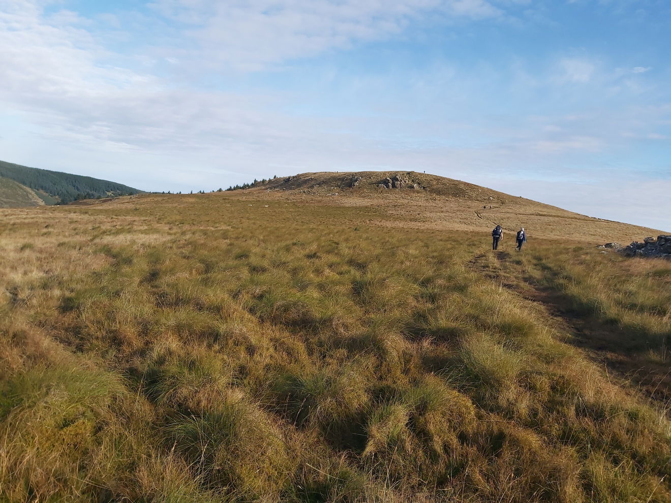 Houx Hill Cheviot 99