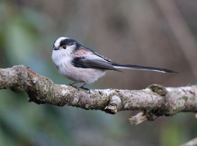 Walk Around Marsden Quarry Nature Reserve and Cleadon Hills In South ...